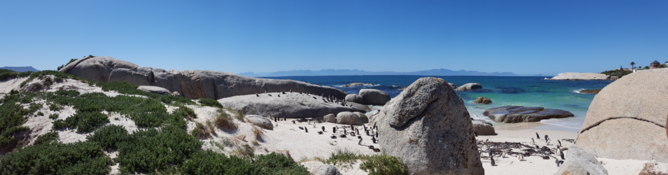 Rondreis van Johannesburg naar Kaapstad - De pinquins