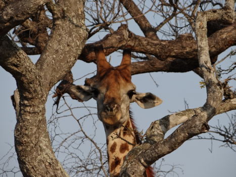 Sabi Sand Game Reserve - Kiekeboe
