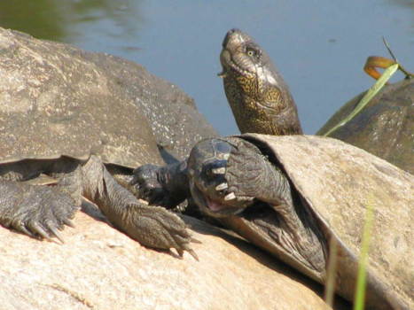 Rondreis Zuid-Afrika in drie weken - Cameraschuw