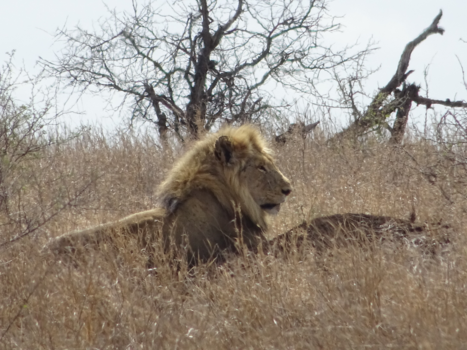 Rondreis Zuid-Afrika in drie weken - The Lion King