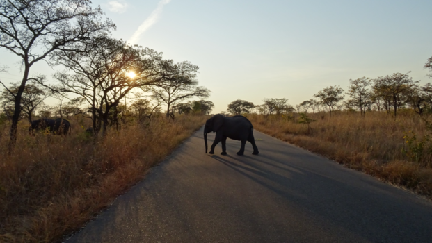 Rondreis van Johannesburg naar Kaapstad - Olifant Krugerpark