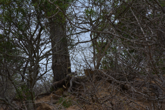 Rondreis Zuid-Afrika in drie weken - wie bekijkt wie