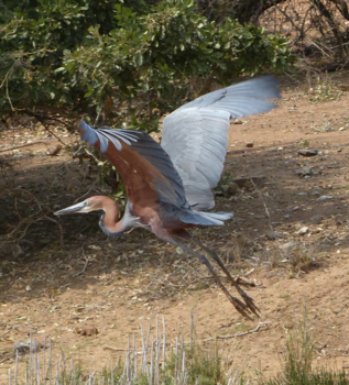 Rondreis van Johannesburg naar Kaapstad - Heimwee