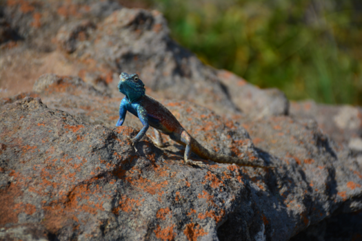 Rondreis Zuid-Afrika in drie weken - Even poseren