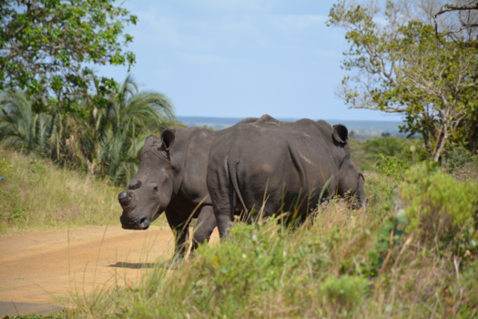 Rondreis Zuid-Afrika in drie weken - Bijzonder