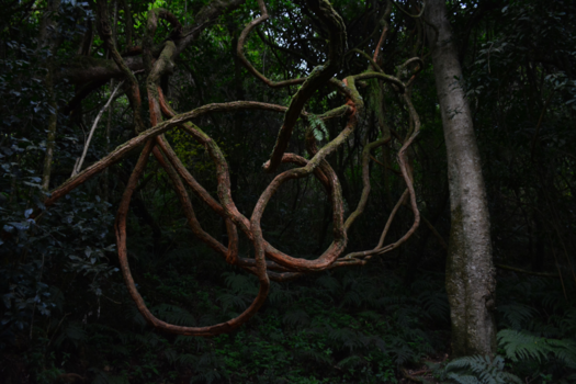 Rondreis Zuid-Afrika in drie weken - Zuid-Afrika