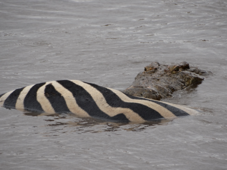 Krugerpark - Lekker hapje #Kruger