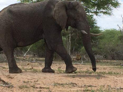 Rondreis van Johannesburg naar Kaapstad - Olifant en leeuw