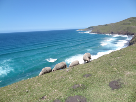 Coffee Bay - Counting sheep