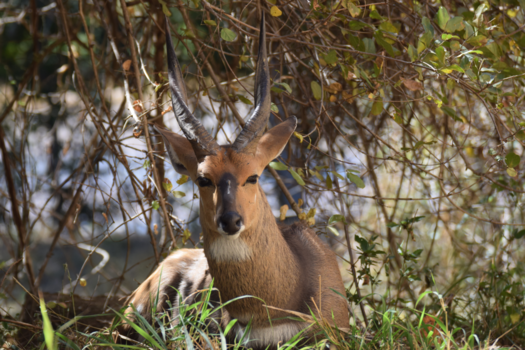 Krugerpark - Bosbok in ontspanning Krugerpark