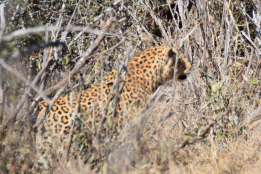 Krugerpark - Luipaard