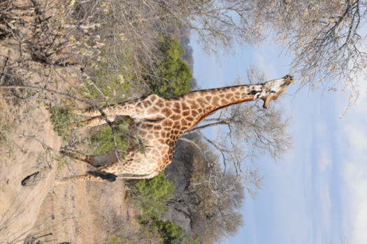 Krugerpark - Giraffe