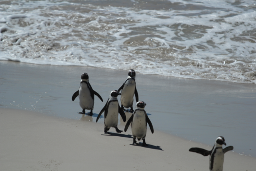 Boulders Beach - Pinguïn fun
