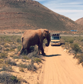 Kaapstad - Wild nature