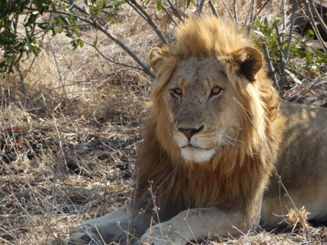 Sabi Sand Game Reserve - Lion King