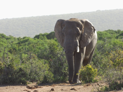 Rondreis Zuid-Afrika in drie weken - Olifant Hluwehluwe National Parc