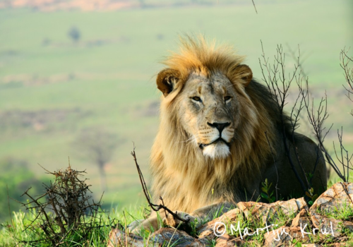 Rondreis van Johannesburg naar Kaapstad - The Lion King in Zuid Afrika!