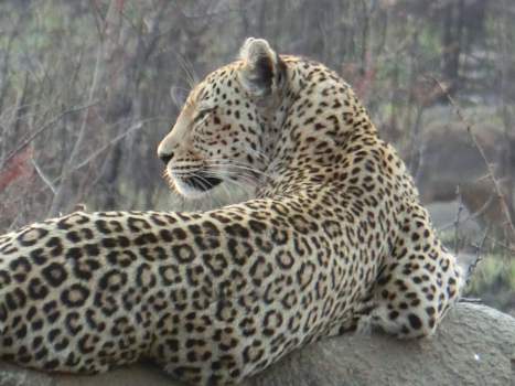 Rondreis van Johannesburg naar Kaapstad - Luipaard gespot in het Krugerpark
