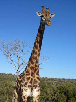 Rondreis Zuid-Afrika in drie weken - Kariega Park