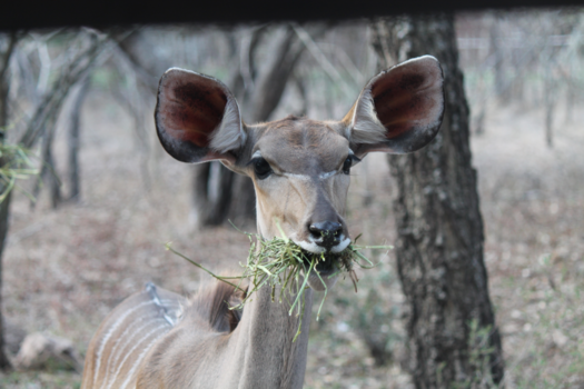 Krugerpark - Oeps...betrapt!