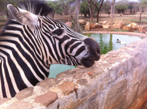 Rondreis van Johannesburg naar Kaapstad - Chagrijnige zebra