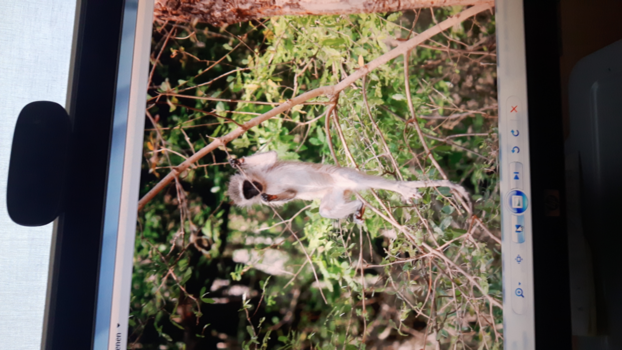 Krugerpark - Kijk mij nou