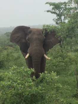 Krugerpark - Nieuwsgierig olifant