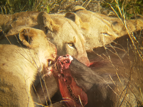 Rondreis van Johannesburg naar Kaapstad - Natuur op zijn puurst