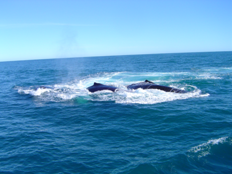 Gansbaai - Een gewelige ervaring die magnifieke walvissen
