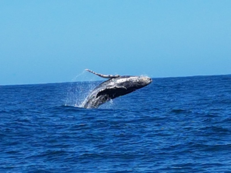 Plettenbergbaai - Force of nature