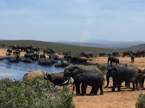 Rondreis van Johannesburg naar Kaapstad - Addo elephant parc