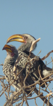 Rondreis van Johannesburg naar Kaapstad - Rondreis Zuid Afrika 2017