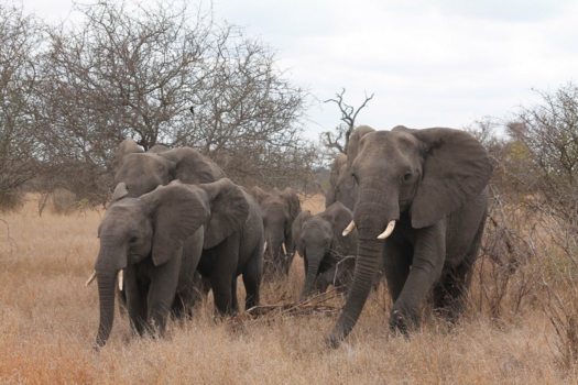 Krugerpark - Elephants