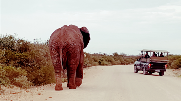 Rondreis van Johannesburg naar Kaapstad - Addo park. Olifanten zijn reusachtige dieren!