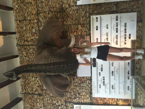 Addo Elephant National Park - On national elephant day.