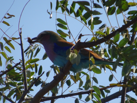 Rondreis van Johannesburg naar Kaapstad - Prachtige vogel in het Krugerpark