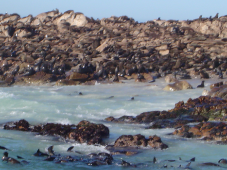 Gansbaai - Seal Island is een kleine landmassa op 5,7 kilometer van de noordelijke stranden van False Bay , in de buurt van Kaapstad , in Zuid-Afrika .