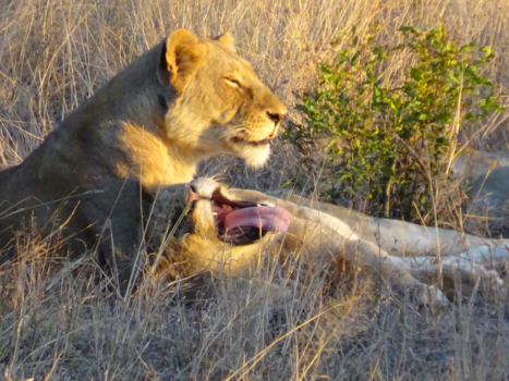 Rondreis van Johannesburg naar Kaapstad - Luie leeuwen tijdens de zonsondergang in het Krugerpark