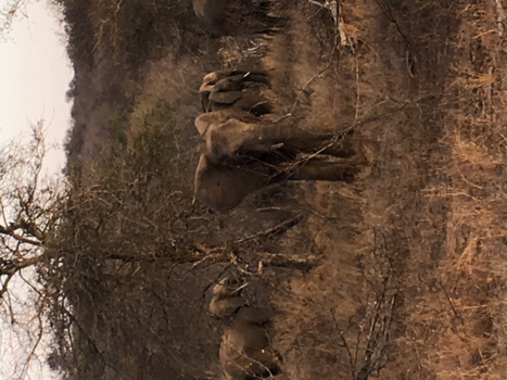 Rondreis van Johannesburg naar Kaapstad - Elephant in the wild