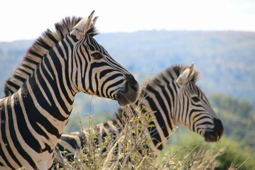 Pilanesberg National Park - Twins