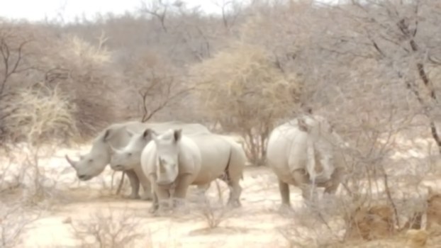 Johannesburg - Neushoorn familie marakelepark