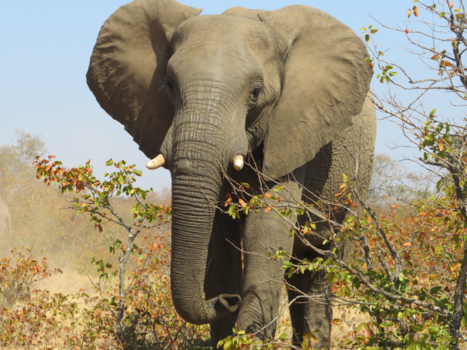 Krugerpark - Elephant