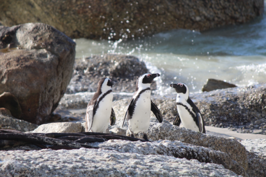 Boulders Beach - Pinquins op Boulders Beach