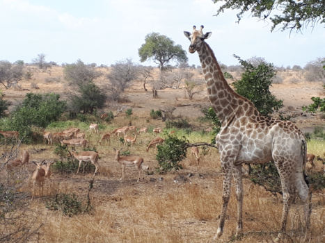 Krugerpark - Krugerpark giraffe