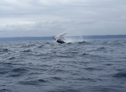 Rondreis van Johannesburg naar Kaapstad - walvis