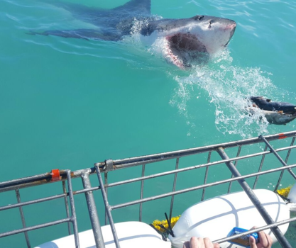 Rondreis van Johannesburg naar Kaapstad - sharkie