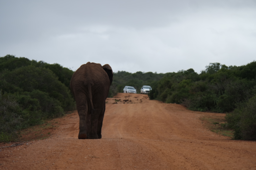 Addo Elephant National Park - Hit the road..