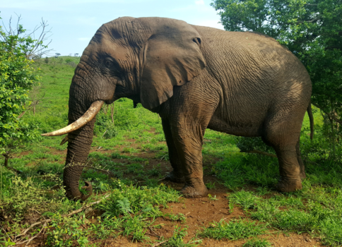 Rondreis van Johannesburg naar Kaapstad - olifant