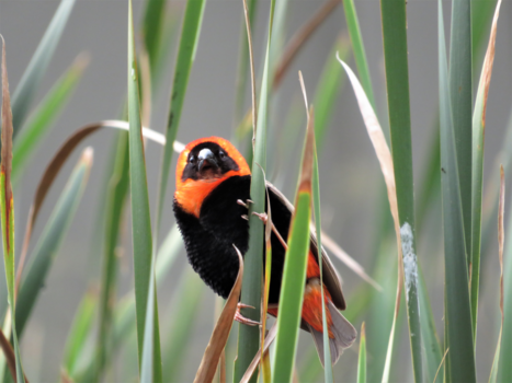 Pilanesberg National Park - Orange Bird in the garden