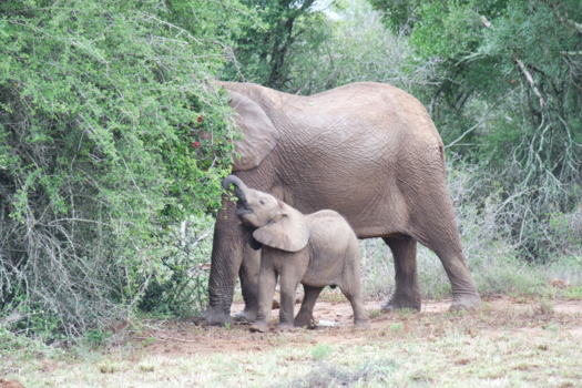 Addo Elephant National Park